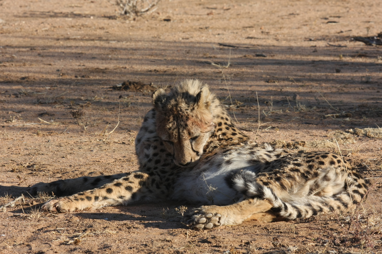 [969] 2016_06_22_02_49_59_Africa_Canon_EOS_40D_IMG__00159.jpg