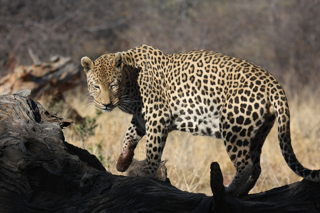 [5966] 2016_06_23_10_28_58_Africa_Canon_EOS_40D_IMG__01140.jpg