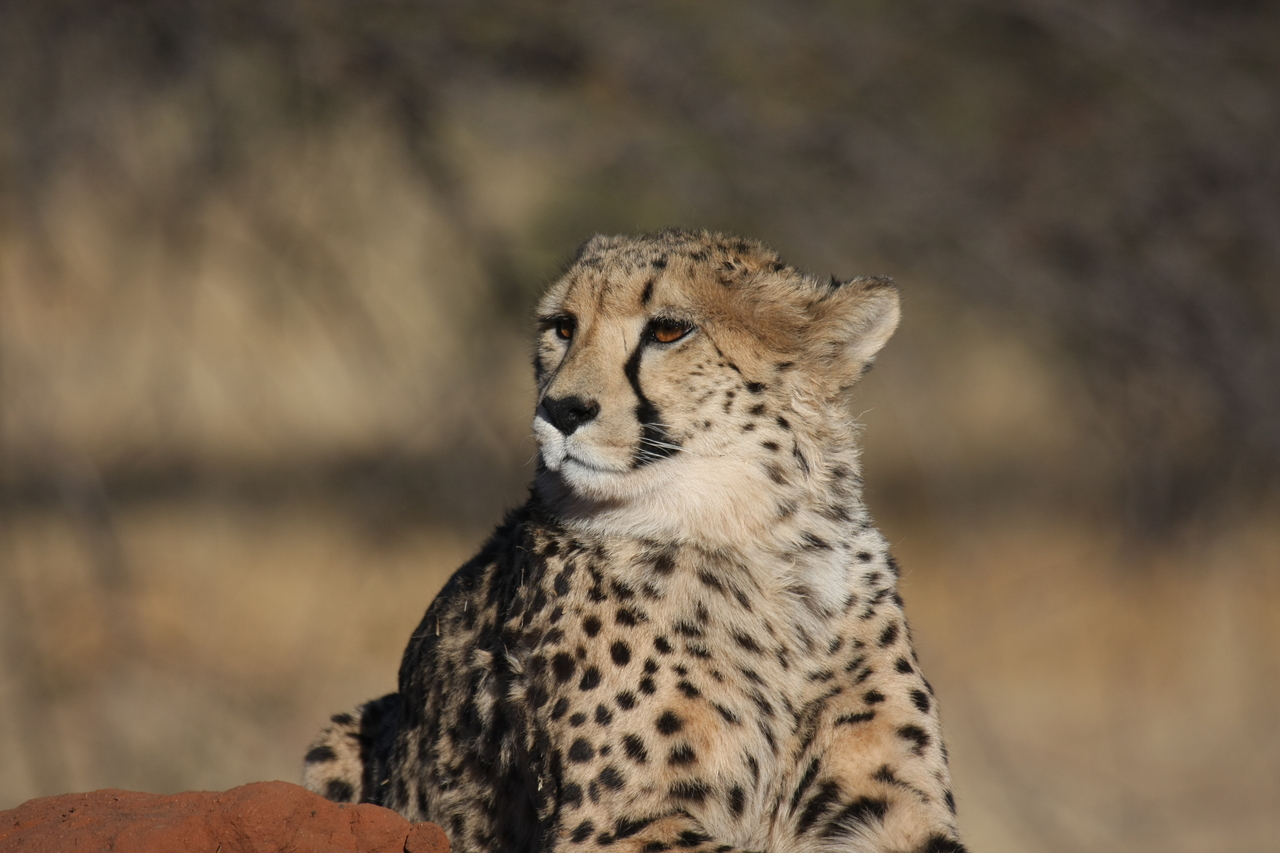 [6876] 2016_06_23_11_01_40_Africa_Canon_EOS_40D_IMG__00523.jpg