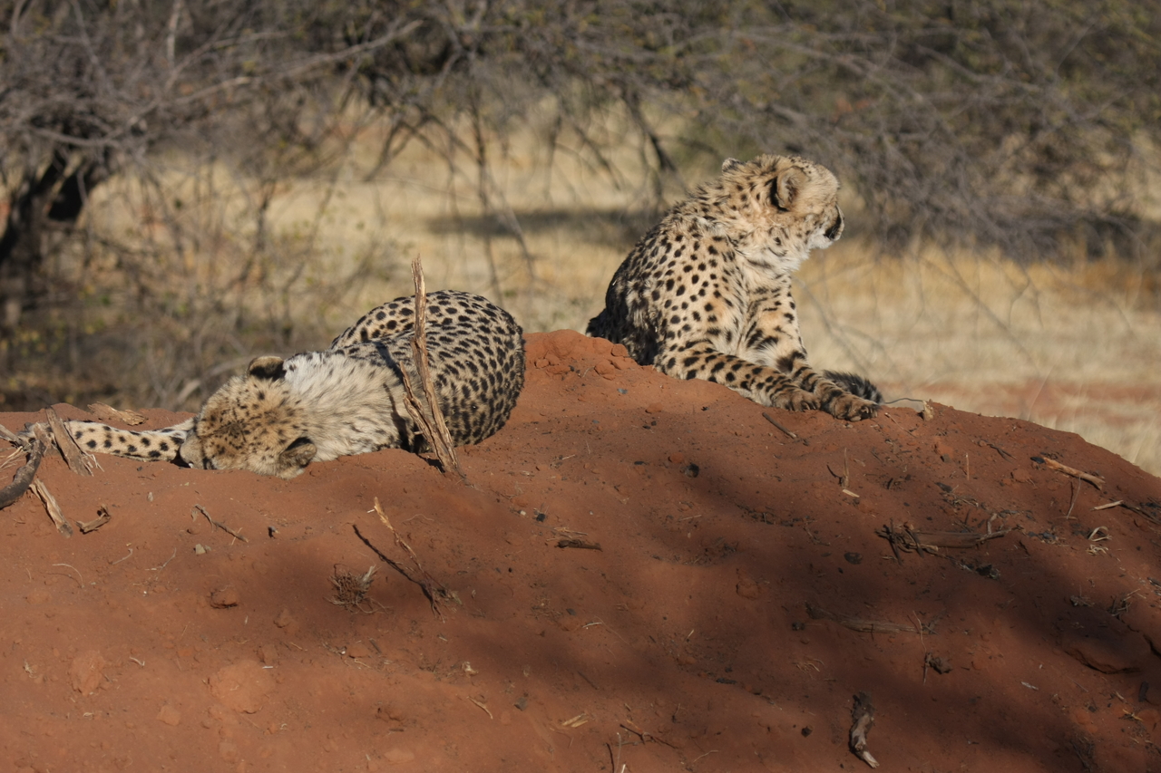 [6998] 2016_06_23_11_08_12_Africa_Canon_EOS_40D_IMG__01394.jpg