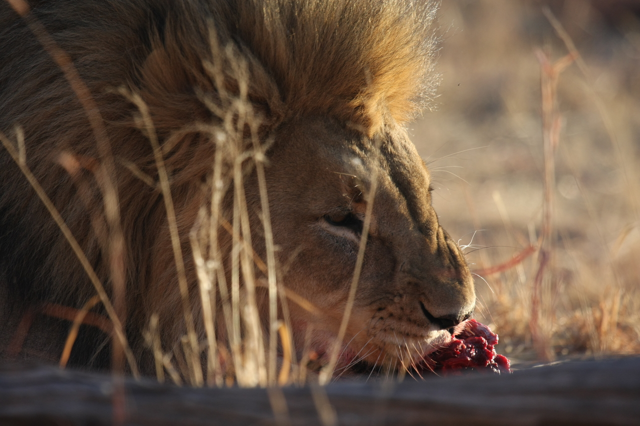 [7705] 2016_06_23_11_43_59_Africa_Canon_EOS_40D_IMG__00909.jpg