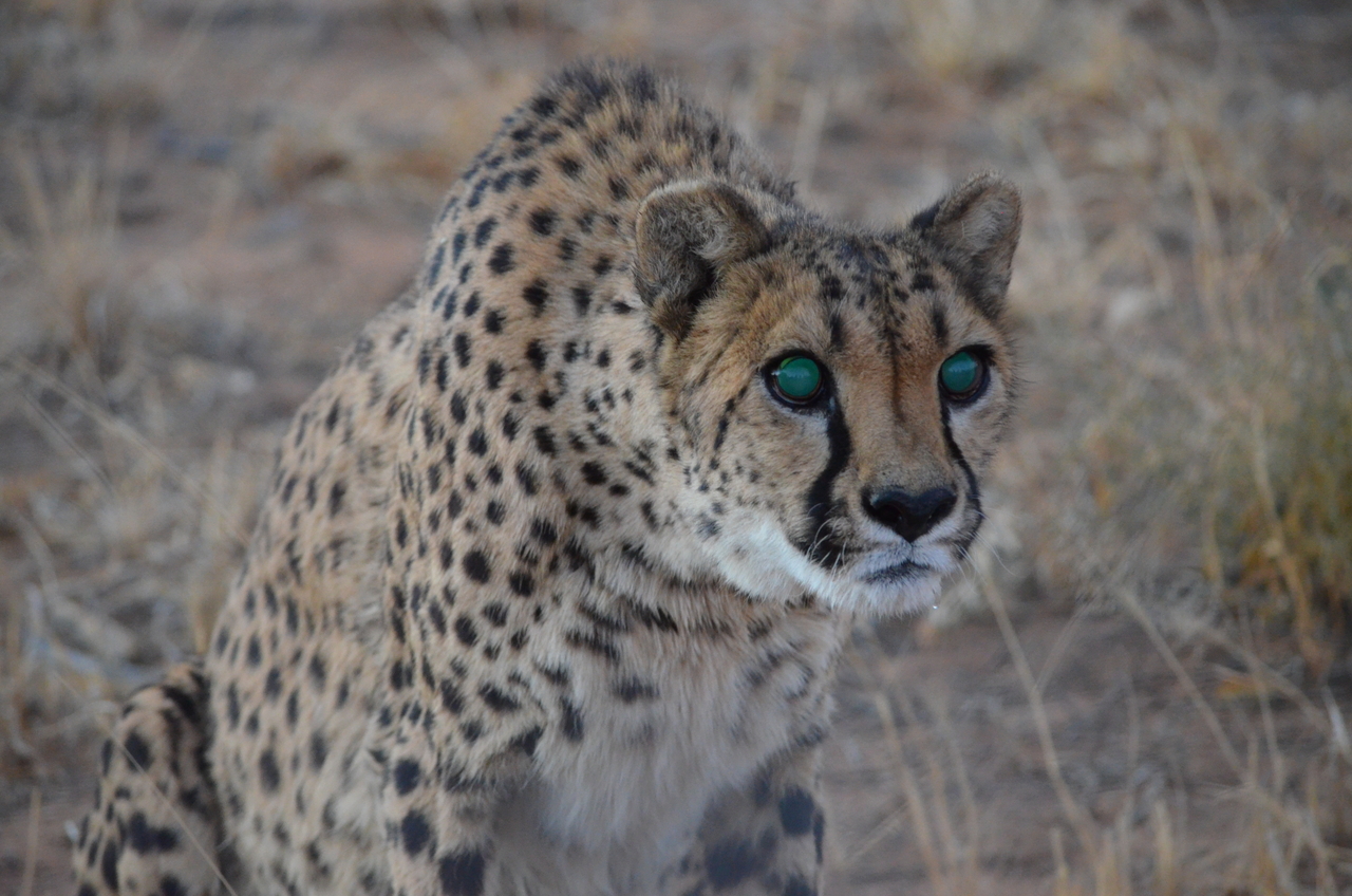 [5251] 2016_06_23_08_38_27_Africa_NIKON_D5100_IMG__04774.jpg