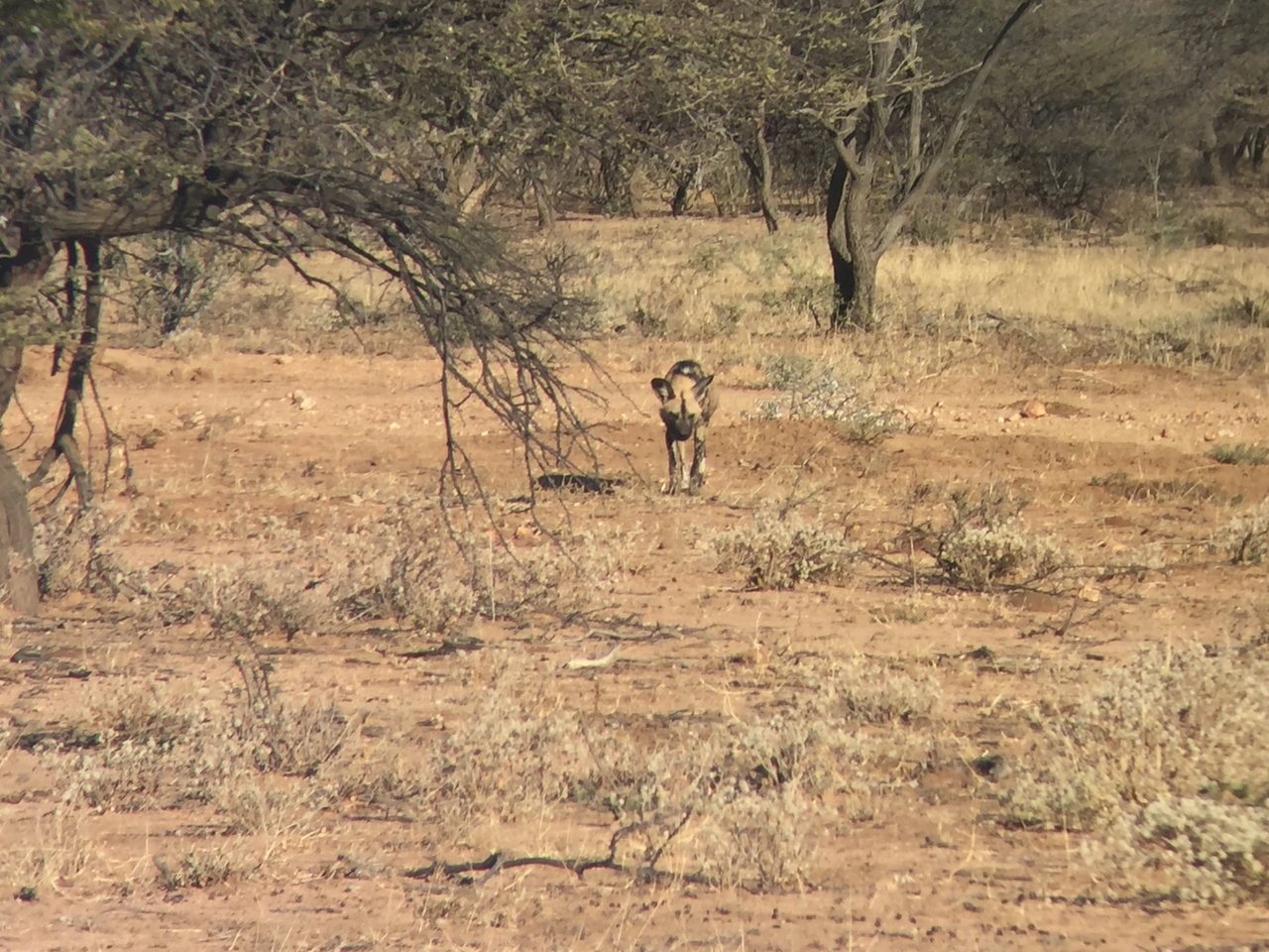 [2443] 2016_06_22_08_18_53_Africa_iPhone_6_IMG_7637_00228.jpg
