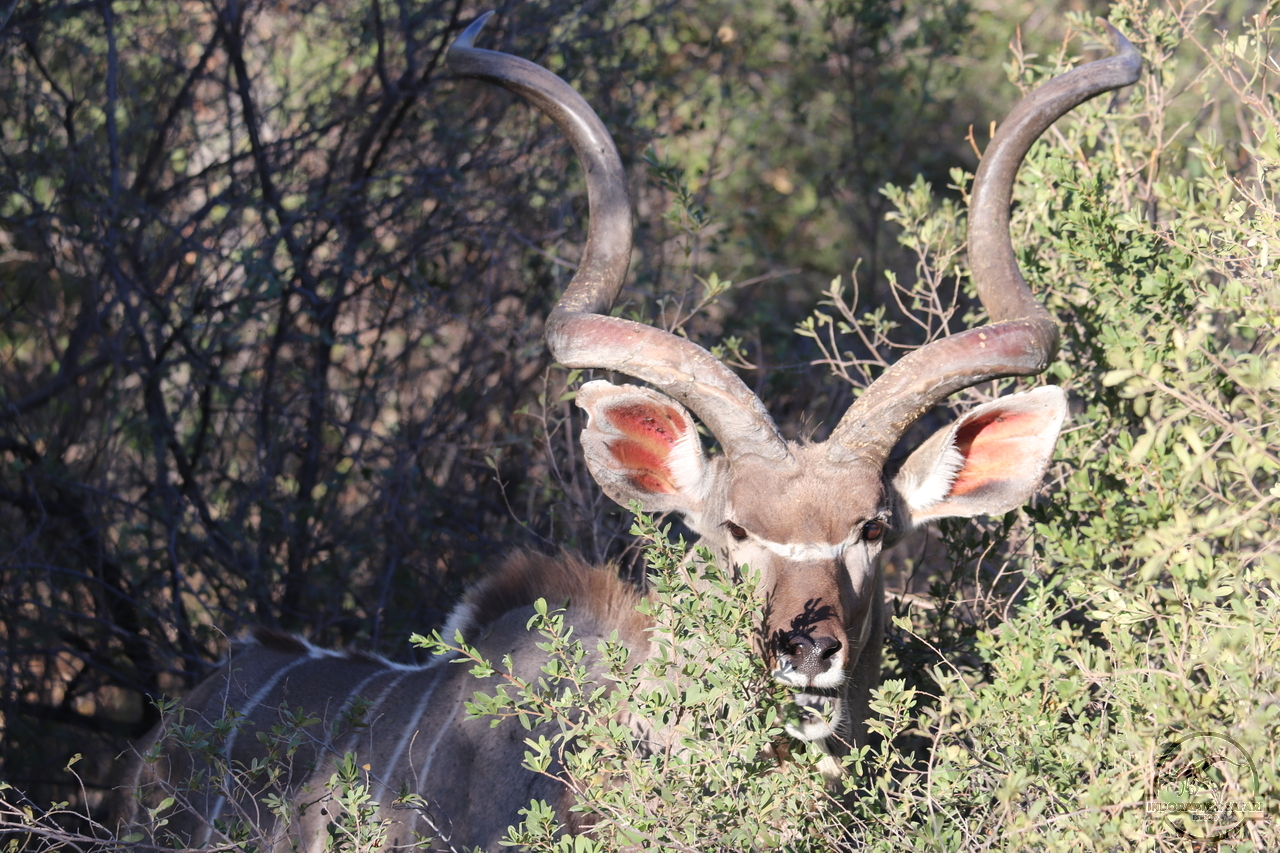 [92] 2019_06_19_16_53_29_Africa_Canon_EOS_77D_IMG_0130_00005.jpg