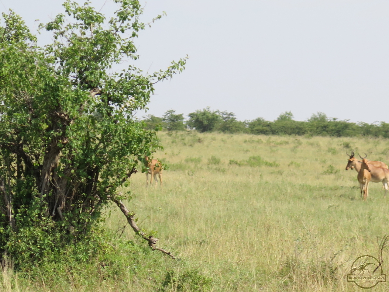 [109] 2019_06_30_03_46_15_Africa_Canon_PowerShot_G16_IMG_0080_00046.jpg