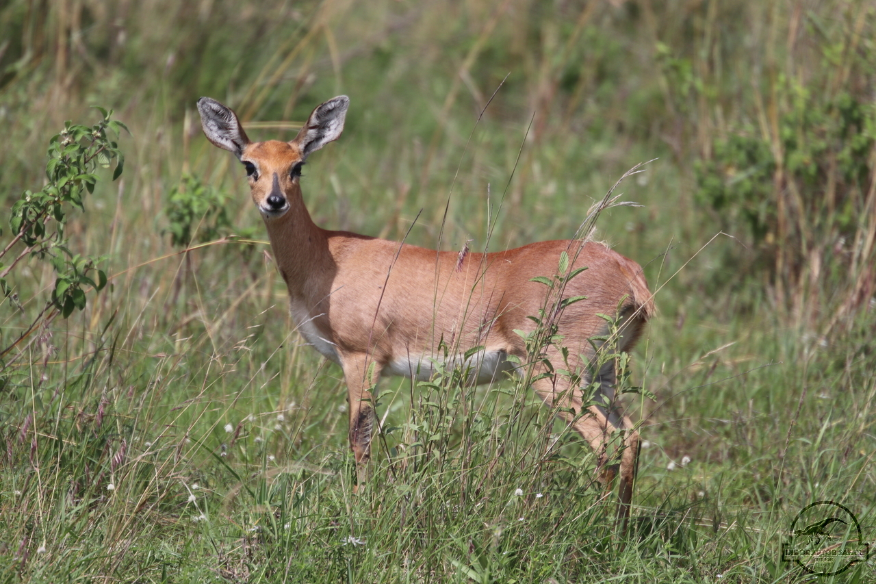 [174] 2019_06_30_10_20_22_Africa_Canon_EOS_77D_IMG_2029_00049.jpg