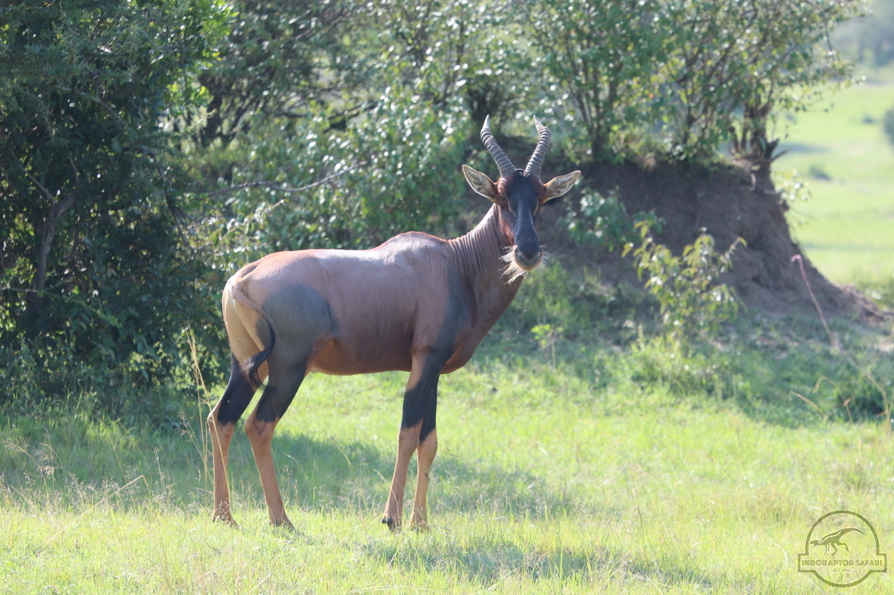 [204] 2019_06_30_08_12_31_Africa_Canon_EOS_77D_IMG_1925_00057.jpg