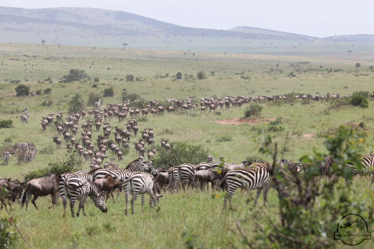 [233] 2019_07_02_17_25_50_Africa_Canon_EOS_5D_Mark_IV_IMG_0012845_00002.jpg