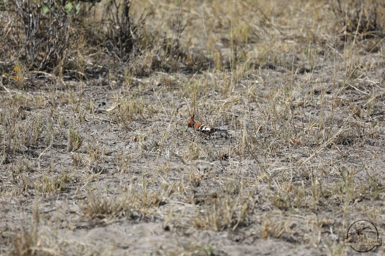 [255] 2019_06_21_15_37_53_Africa_Canon_EOS_5D_Mark_IV_IMG_0003832_00004.jpg
