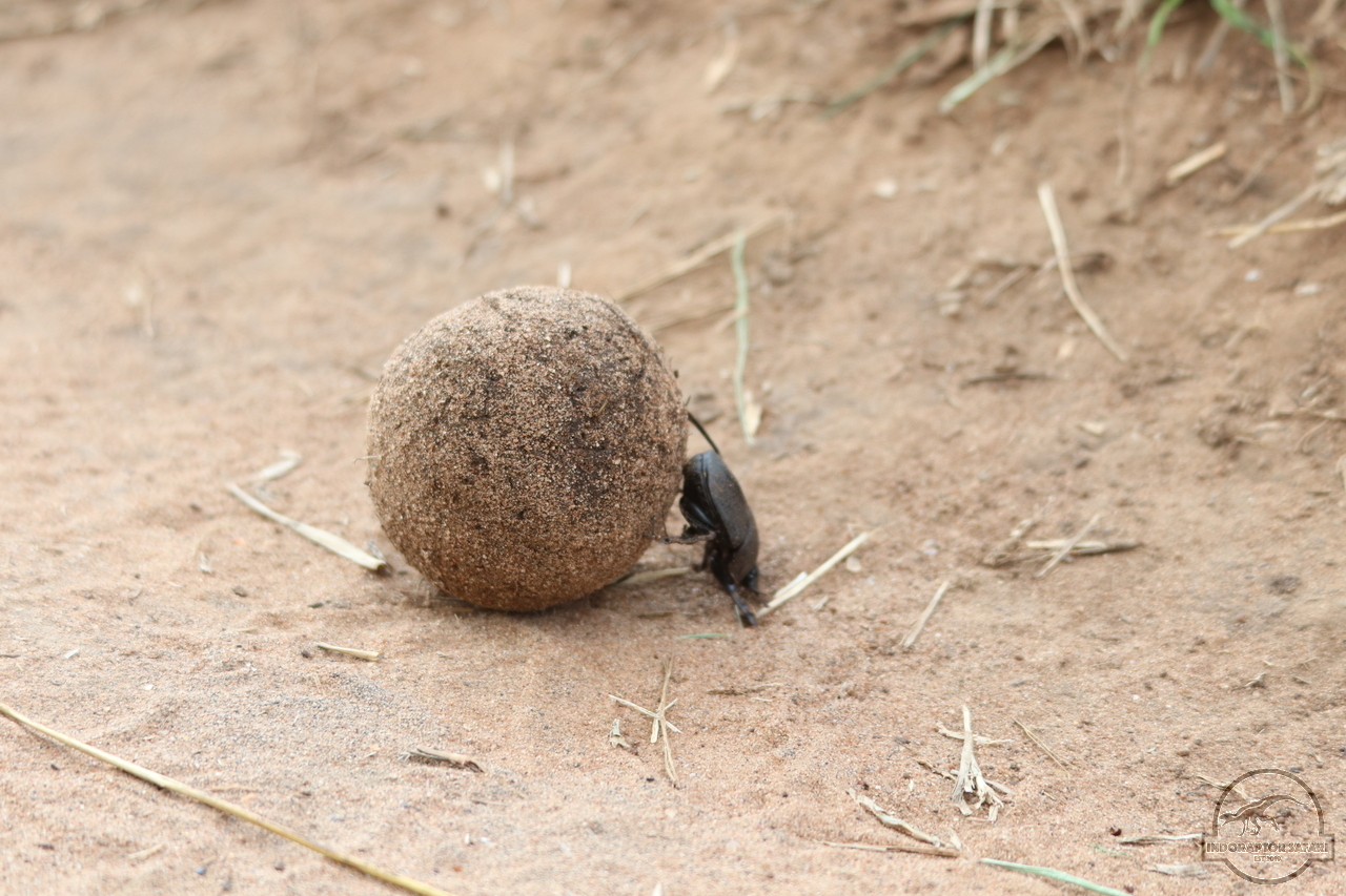 [307] 2019_07_01_15_32_09_Africa_Canon_EOS_77D_IMG_2895_00113.jpg