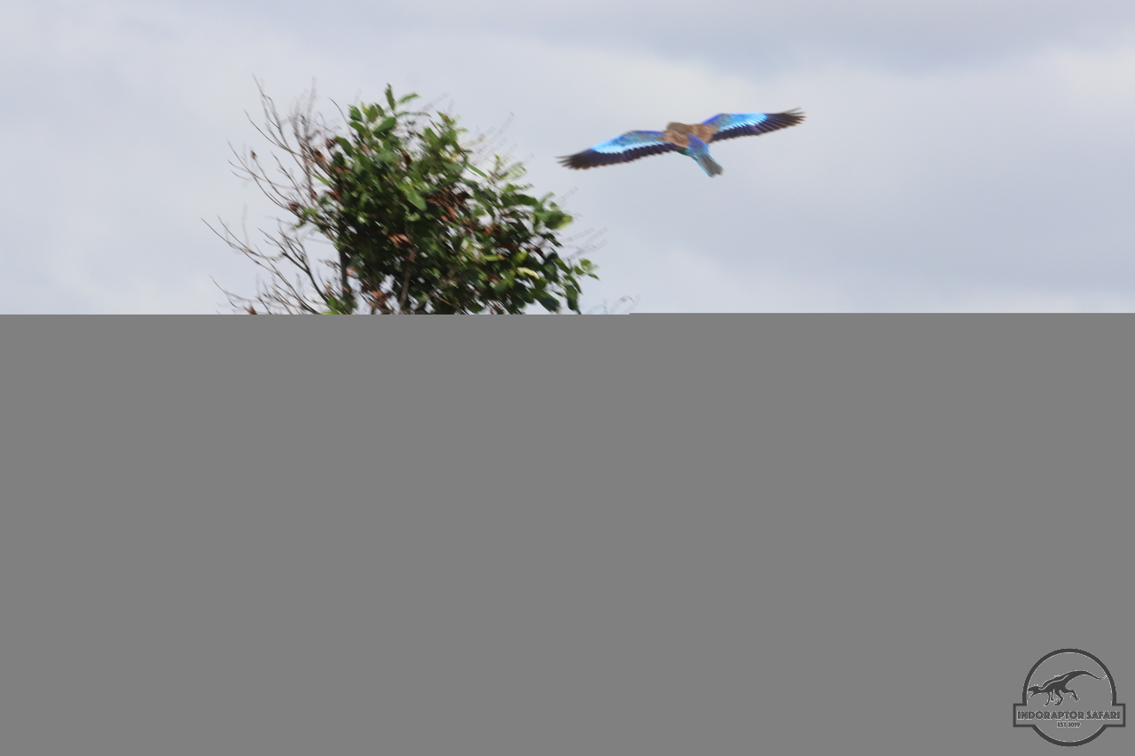 [341] 2019_07_03_10_56_06_Africa_Canon_EOS_77D_IMG_3493_00009.jpg