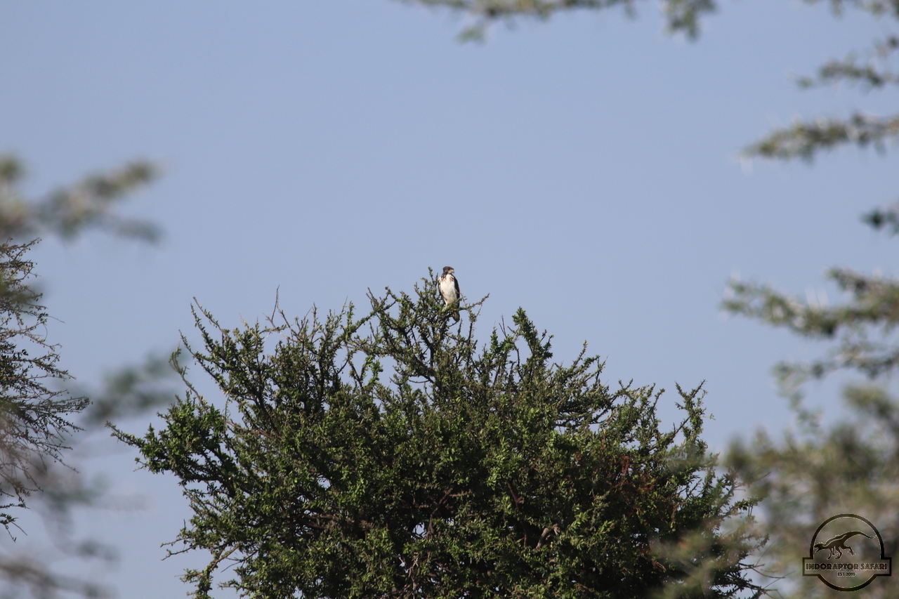 [359] 2019_06_30_08_06_57_Africa_Canon_EOS_77D_IMG_1924_00002.jpg