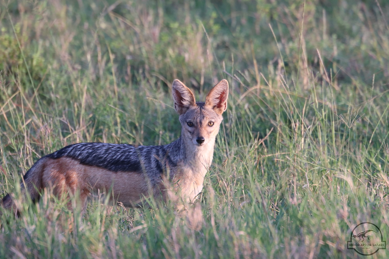 [479] 2019_07_01_06_13_20_Africa_Canon_EOS_77D_IMG_2207_00006.jpg