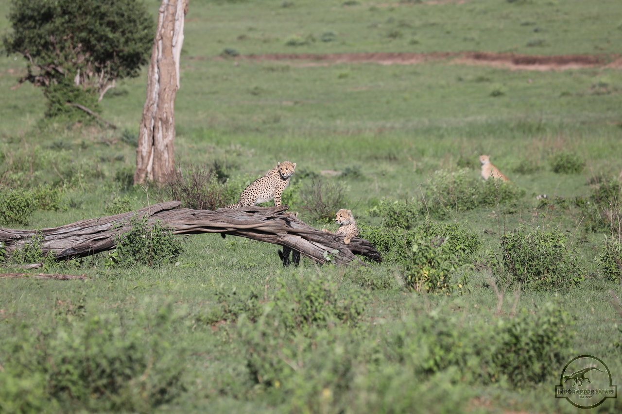 [503] 2019_07_01_12_39_27_Africa_Canon_EOS_5D_Mark_IV_IMG_0010972_00003.jpg
