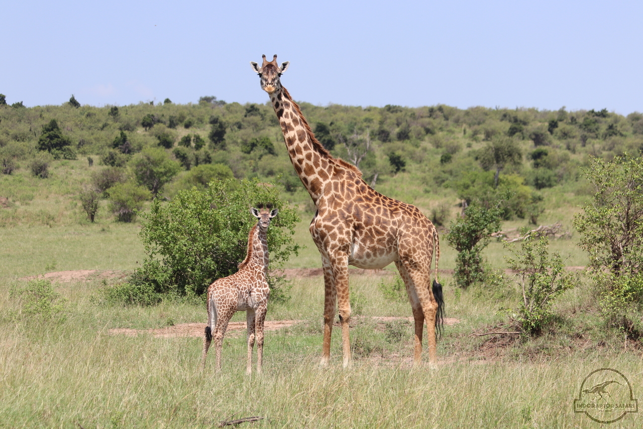 [608] 2019_06_29_11_09_47_Africa_Canon_EOS_77D_IMG_1793_00239.jpg