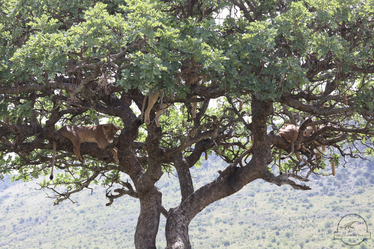 [1143] 2019_07_03_18_30_49_Africa_Canon_EOS_5D_Mark_IV_IMG_0014259_00025.jpg