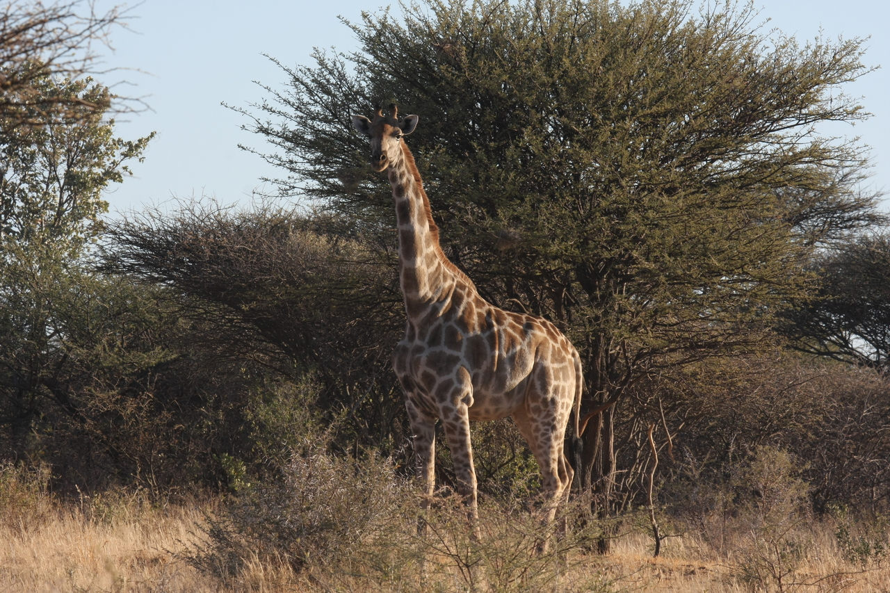 [631] 2016_06_22_02_17_52_Africa_Canon_EOS_40D_IMG__07505.jpg
