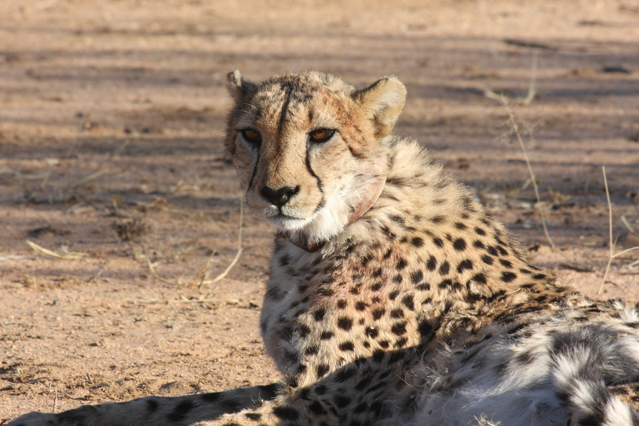 [991] 2016_06_22_02_50_15_Africa_Canon_EOS_40D_IMG__07613.jpg