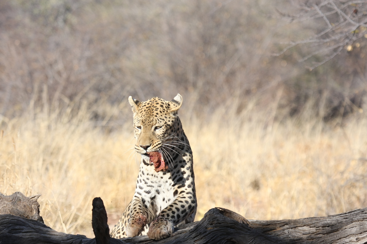 [5837] 2016_06_23_10_26_58_Africa_Canon_EOS_40D_IMG__08543.jpg
