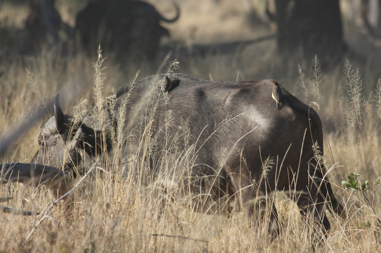 [20637] 2016_06_29_02_16_55_Africa_Canon_EOS_40D_IMG__03655.jpg