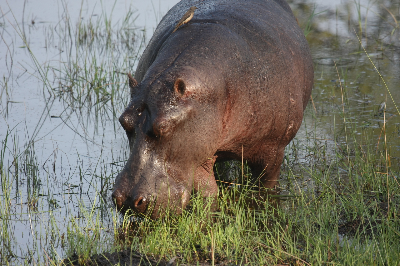 [27606] 2016_07_02_02_46_55_Africa_Canon_EOS_40D_IMG__12170.jpg