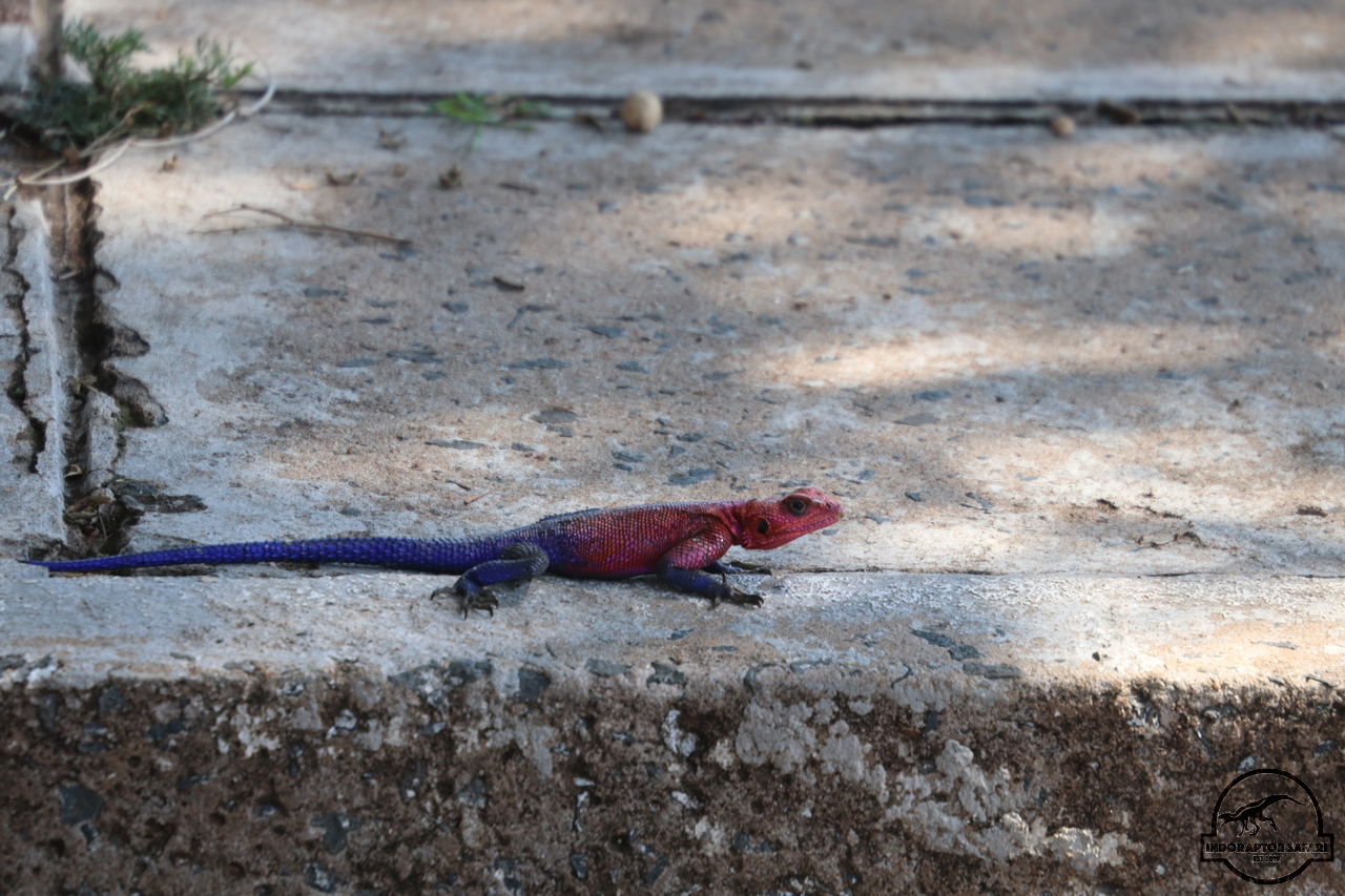 [20] 2019_06_29_09_53_01_Africa_Canon_EOS_77D_IMG__00015.jpg